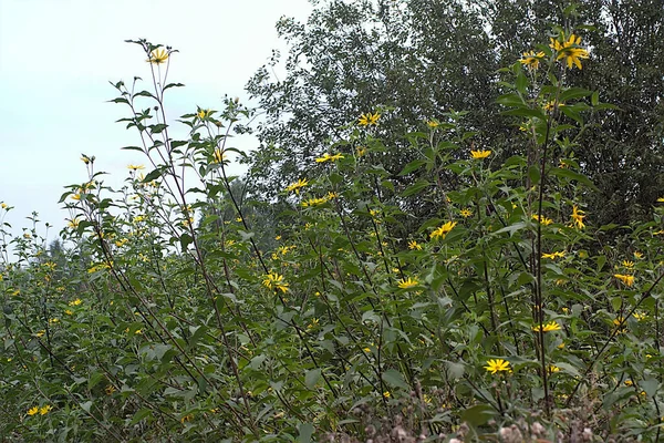 Topinambur Büsche Einem Waldpark Stadtrand — Stockfoto