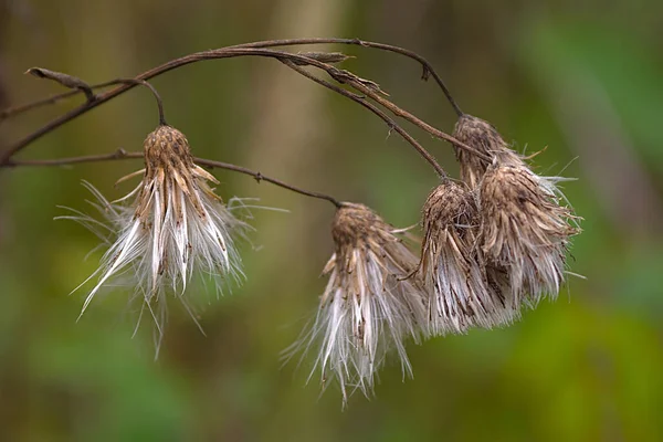 Trockene Flauschige Blütenkopf Frühen Herbst — Stockfoto