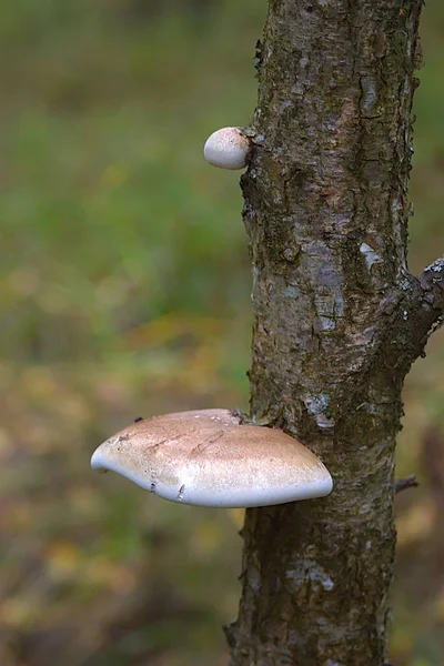 乾燥した木の幹の寄生真菌です — ストック写真