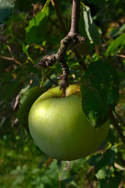 Une Pomme Sur Une Branche Dans Verger Automne — Photo