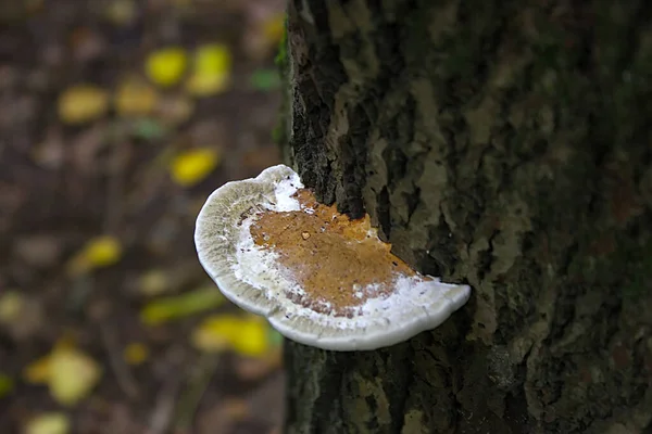 Parasitärer Pilz Auf Einem Trockenen Baumstamm — Stockfoto