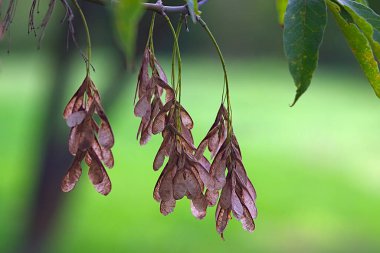 Sonbaharda bir dalda akçaağaç tohumu