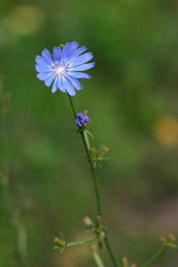 Serin bir sonbahar sabahı açan hindiba.