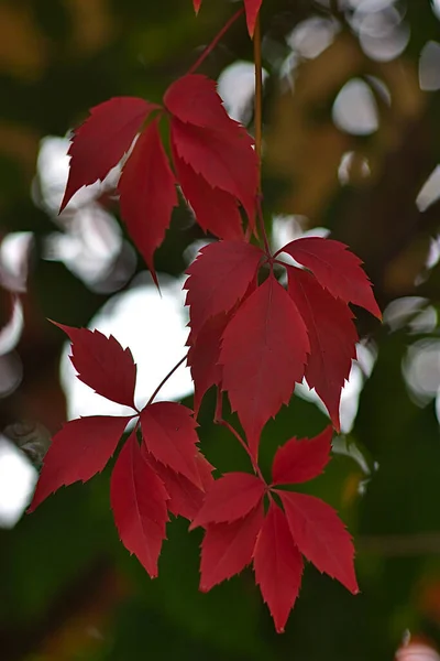 Jasne Liście Gałęziach Jesienią — Zdjęcie stockowe