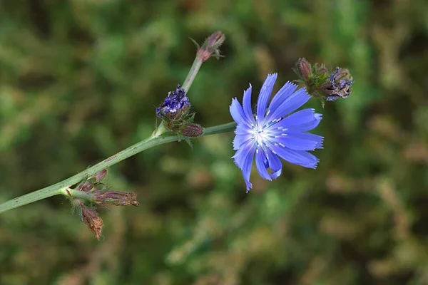 Chicória Flor Uma Manhã Fresca Outono — Fotografia de Stock