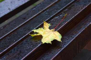 Islak bankta sarı akçaağaç yaprağı
