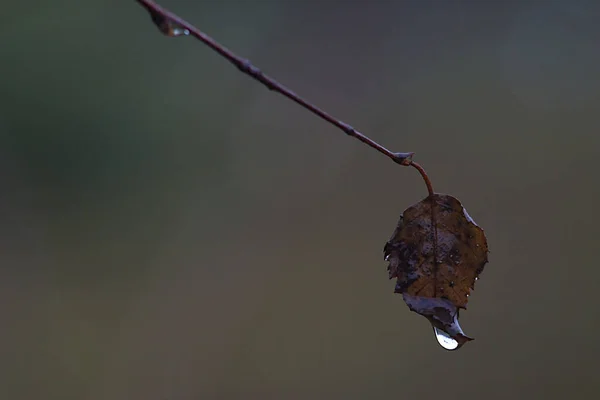 Enkelt Birkeblad Bliver Vådt Efteråret Regn - Stock-foto