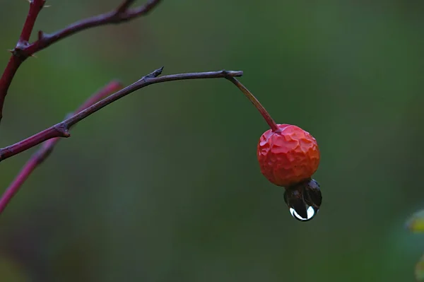 秋の雨で枝にバラの実が濡れる — ストック写真