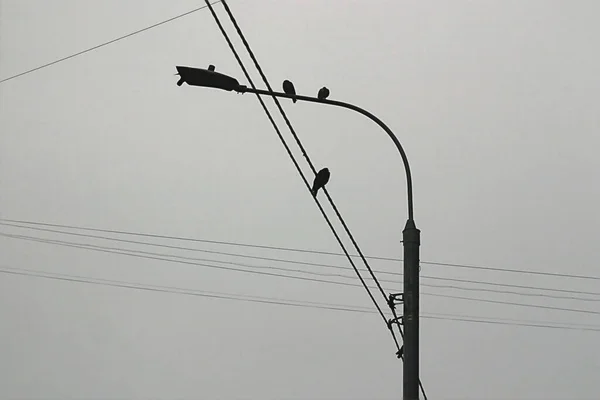 Silhouette Poteau Avec Des Pigeons Assis Dessus — Photo