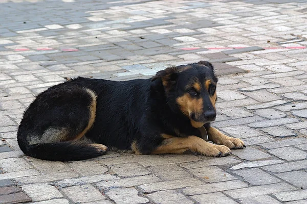 Chien Fatigué Reposant Sur Une Pierre Pavage — Photo