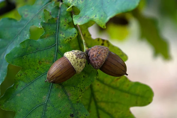 Ghiande Ramo Quercia Metà Autunno — Foto Stock