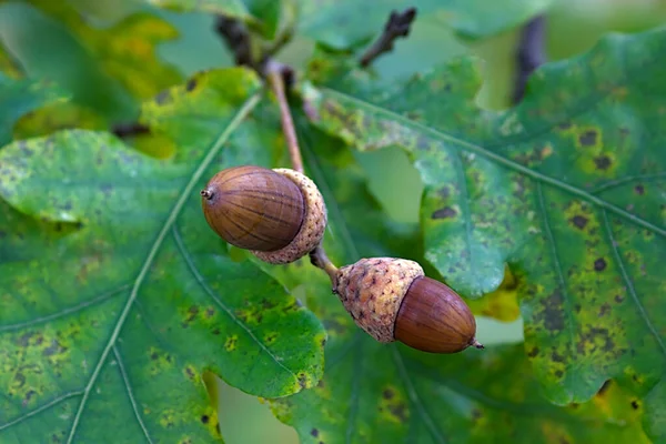 acorns on an oak branch in mid-autumn