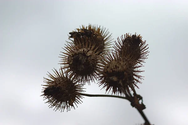 Graines Bardane Séchées Contre Ciel Gris Automne — Photo