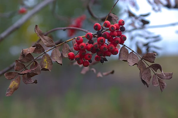 Έντονα Κόκκινα Μούρα Rowan Ένα Κλαδί Αποξηραμένα Φύλλα — Φωτογραφία Αρχείου