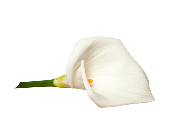 White calla isolated on white — Stock Photo, Image