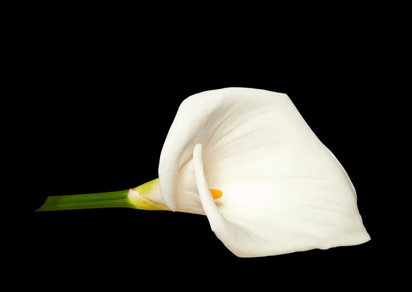 White calla isolated on black — Stock Photo, Image