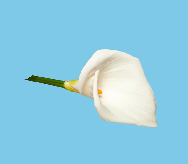 White calla isolated on azure — Stock Photo, Image