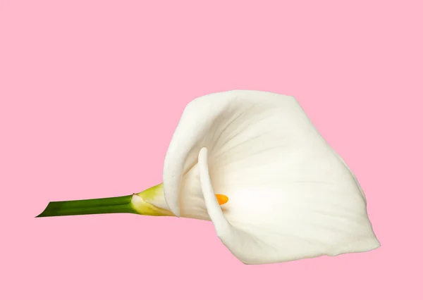 White calla isolated on pink — Stock Photo, Image