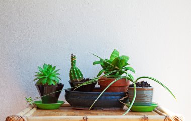 Beyaz duvar etli bitkiler