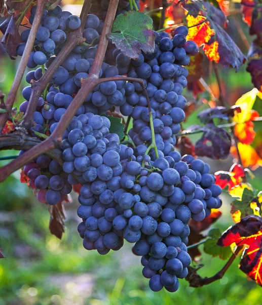 Uvas en viñedo italiano — Foto de Stock