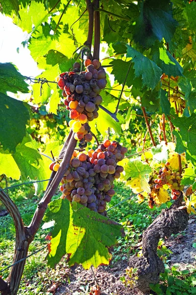 Uvas marchitas en viñedo italiano —  Fotos de Stock