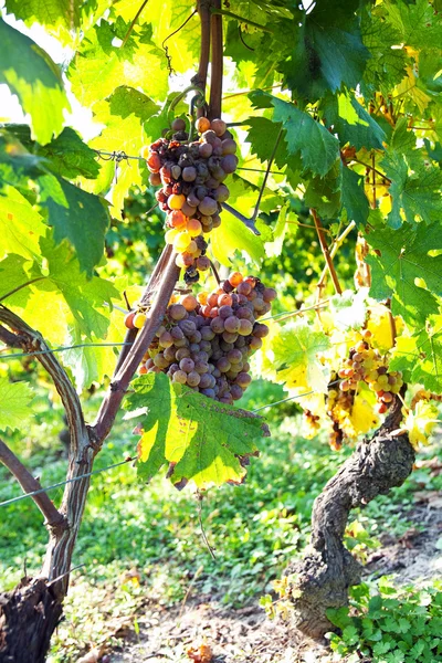 Uvas marchitas en viñedo italiano — Foto de Stock