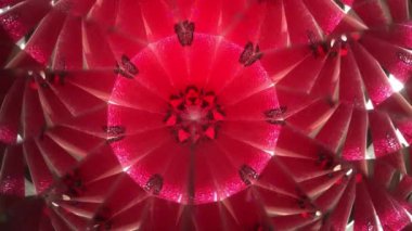 kırmızı ve canlı arkaplan