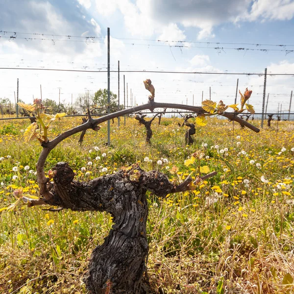 春には新鮮なふわふわのブドウ畑 イタリア — ストック写真