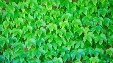 Yeşil yatay fon. Duvara tırmanma tesisi