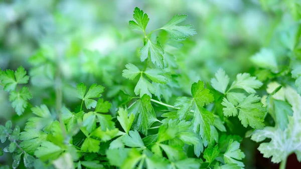 Petrezselyemköteg Aromatikus Fűszernövények Részletei Kertben — Stock Fotó