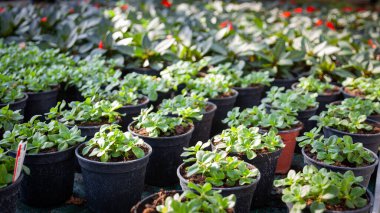 Bir kreşteki plastik kaplar ve ekilecek bitkiler.