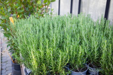 Bitkilerle dolu bir fidanlıkta biberiye grubu.