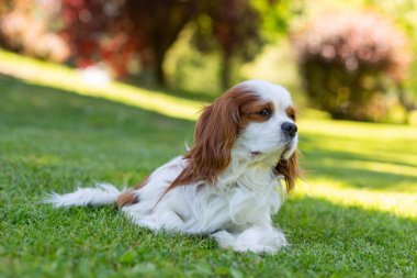 Güneşli bir günde doğada bir Şövalye Kral Charles Spaniel köpeği. Seçici odak