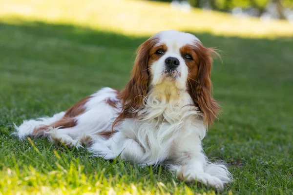 晴れた日に自然の中でキャバリエ王チャールズ スパニエル犬 選択的焦点 — ストック写真