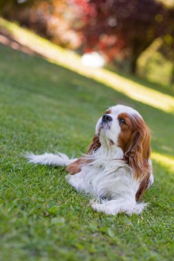 Doğada bir Şövalye Kral Charles Spaniel köpeği. Seçici odak