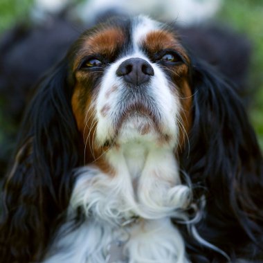 Kameraya bakan bir Şövalye Kral Charles Spaniel köpeği. Seçici odak