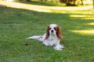 Güneşli bir günde doğada bir Şövalye Kral Charles Spaniel köpeği. Seçici odak
