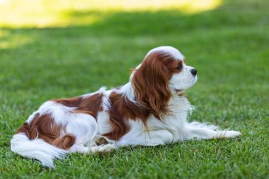 Doğada bir Şövalye Kral Charles Spaniel köpeği. Seçici odak