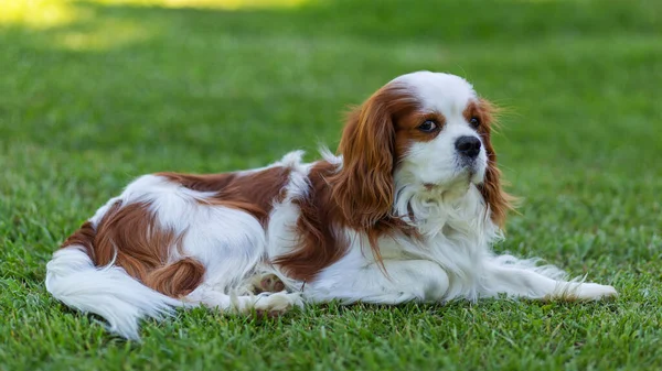 Kawaler Król Karol Spaniel Pies Naturze Skupienie Selektywne — Zdjęcie stockowe