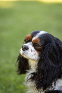 Güneşli bir günde doğada bir Şövalye Kral Charles Spaniel köpeği. Seçici odaklanma. Metin kopyalama alanınız için yüzünüzün önündeki ve sıkılmış görünüm için boşluk