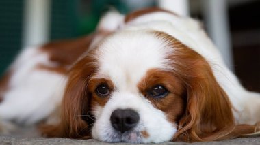 Bir Şövalye Kral Charles Spaniel köpeği. Seçici odaklanma ve yorgun baskı