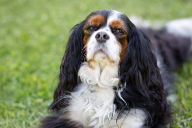 Doğada bir Şövalye Kral Charles Spaniel köpeği. Seçici odaklanma. Uykulu ya da sıkılmış ifadeyle kameraya bakıyorum.