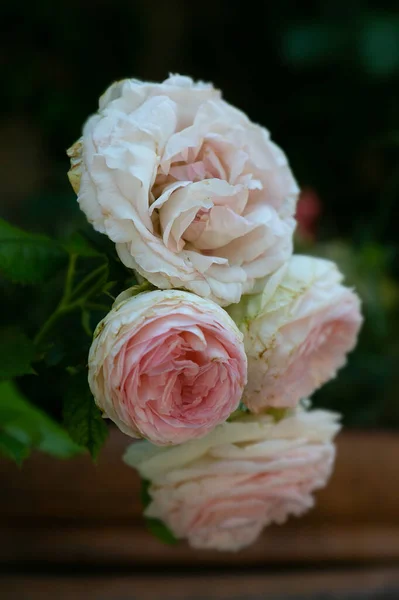 Noisette Rosas Brancas Rosa Jardim Italiano Foco Seletivo — Fotografia de Stock