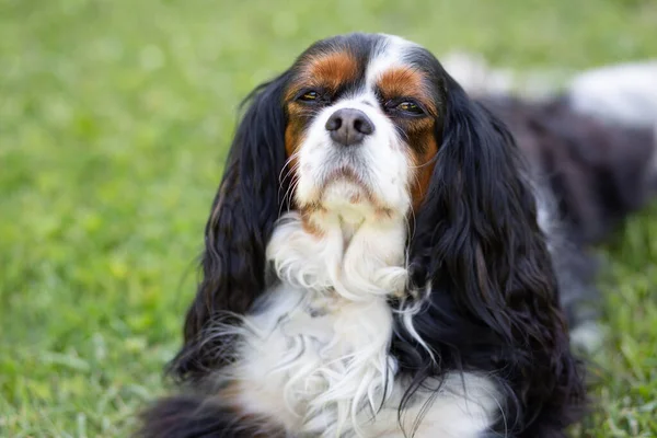 自然の中でキャバリエ王チャールズ スパニエル犬 選択的フォーカス 眠そうな表情や退屈そうな表情のカメラを見ると — ストック写真