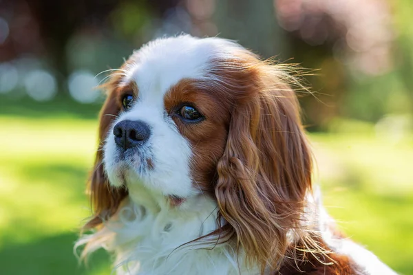 A Cavalier King Charles Spaniel dog in the nature on a sunny day. Selective focus