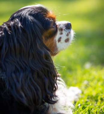 Şövalye Kral Charles Spaniel, güneşli bir günde doğada, başka tarafa bakıyor. Seçici odak
