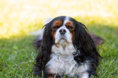Şövalye Kral Charles Spaniel güneşli bir günde doğada üç renkli bir köpek. Seçici odaklanma. Kameraya bakıyorum.