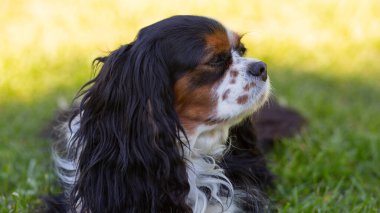 Güneşli bir günde doğada bir Şövalye Kral Charles Spaniel köpeği. Seçici odaklanma. Uzaklara bakıyorum..