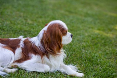 Güneşli bir günde doğada bir Şövalye Kral Charles Spaniel köpeği. Seçici odak