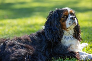 Güneşli bir günde doğada bir Şövalye Kral Charles Spaniel köpeği. Seçici odaklanma. Uzaklara bakıyorum.